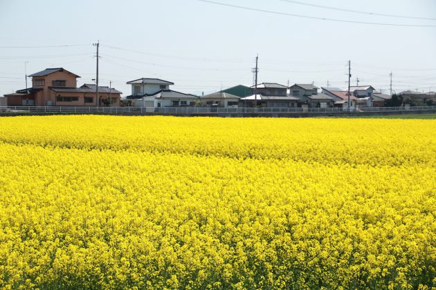 遠賀若松地区の菜の花畑